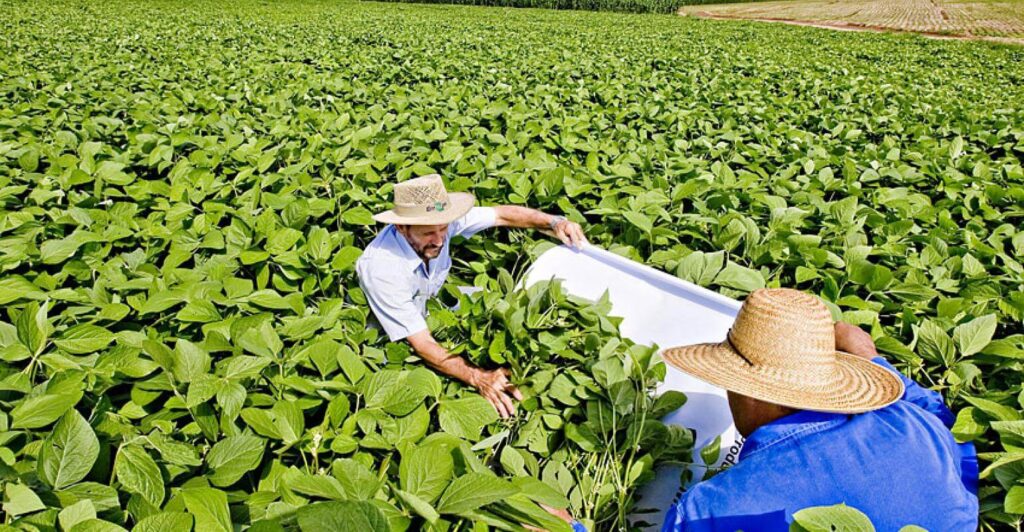 Embrapa viabiliza produção em larga escala de bioinseticidas contra pragas agrícolas