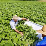 Embrapa viabiliza produção em larga escala de bioinseticidas contra pragas agrícolas