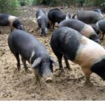 PSA ameaça de extinção a Cinta Senese, ícone gastronômico da Toscana