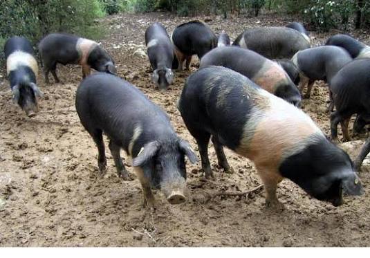 PSA ameaça de extinção a Cinta Senese, ícone gastronômico da Toscana