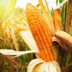 Retração e cenário externo sustentam alta nos preços do milho
