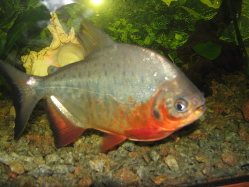Unesp mapeia genoma da pirapitinga para impulsionar aquicultura