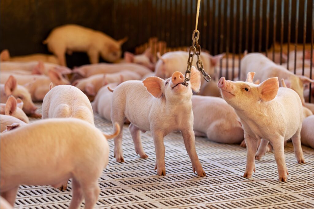 Certificações internacionais atestam bem-estar animal na Aurora Coop