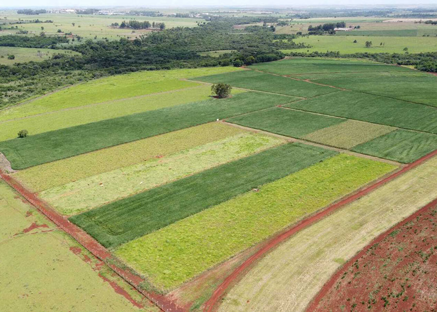 Plantio de soja no PA atinge 28% e registra ritmo mais rápido em 8 anos