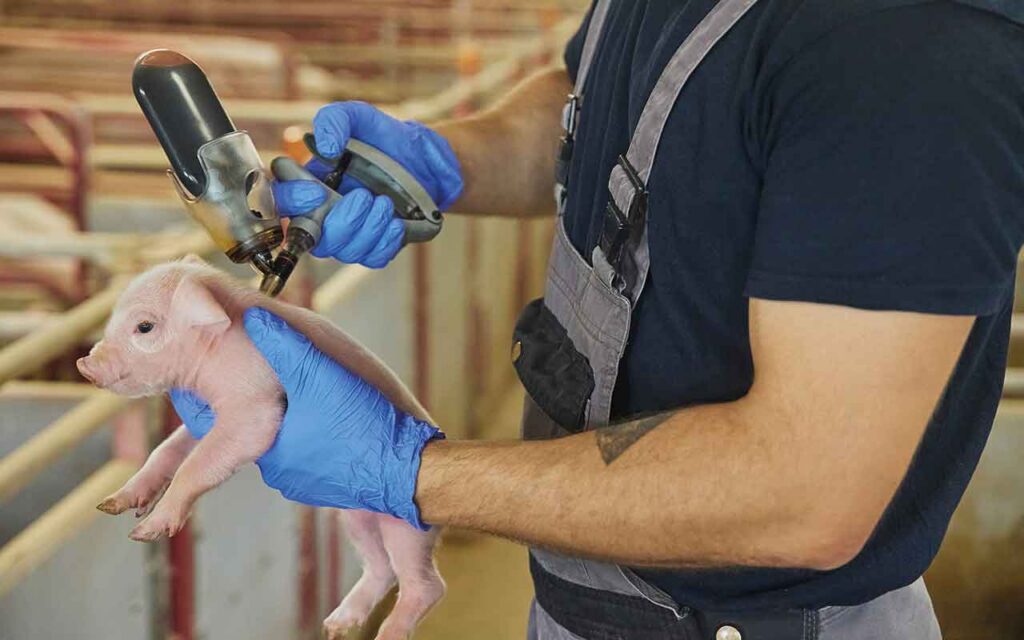 Avanço científico reduz testes em animais para controle de vacinas veterinárias no Reino Unido