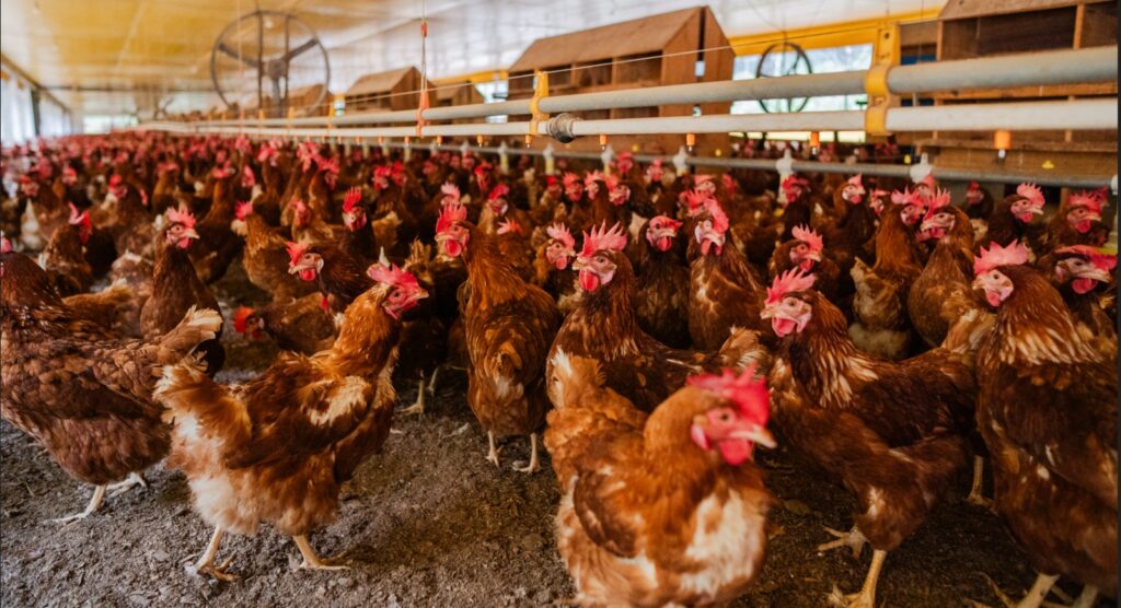 Avicultura do Espírito Santo se destaca com liderança em ovos e cadeia de frango voltada ao mercado local