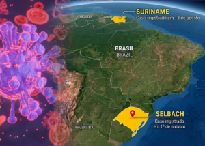 RS confirma caso de influenza aviária em aves de subsistência em Selbach