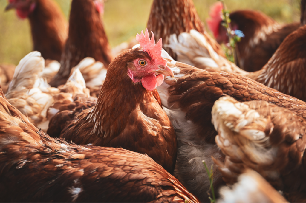 México suspende importação de frango e produtos avícolas do Brasil após foco de Newcastle