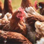 México suspende importação de frango e produtos avícolas do Brasil após foco de Newcastle