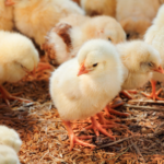 Sudão abre mercado para produtos agropecuários do Brasil em meio a restrições na avicultura