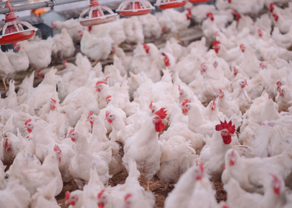 Mercado de frango segue estável apesar da apreensão com o caso de Newcastle