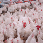 Mercado de frango segue estável apesar da apreensão com o caso de Newcastle