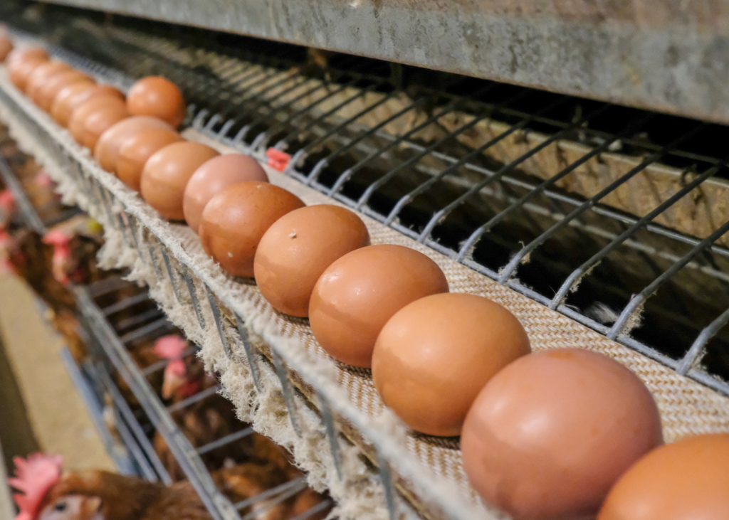 Reino Unido mantém Salmonella sob controle nas granjas, mas reforça alerta aos avicultores