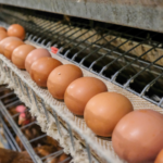 Reino Unido mantém Salmonella sob controle nas granjas, mas reforça alerta aos avicultores
