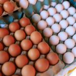 Avicultura do Reino Unido alerta para impacto da entrada de ovos da Turquia