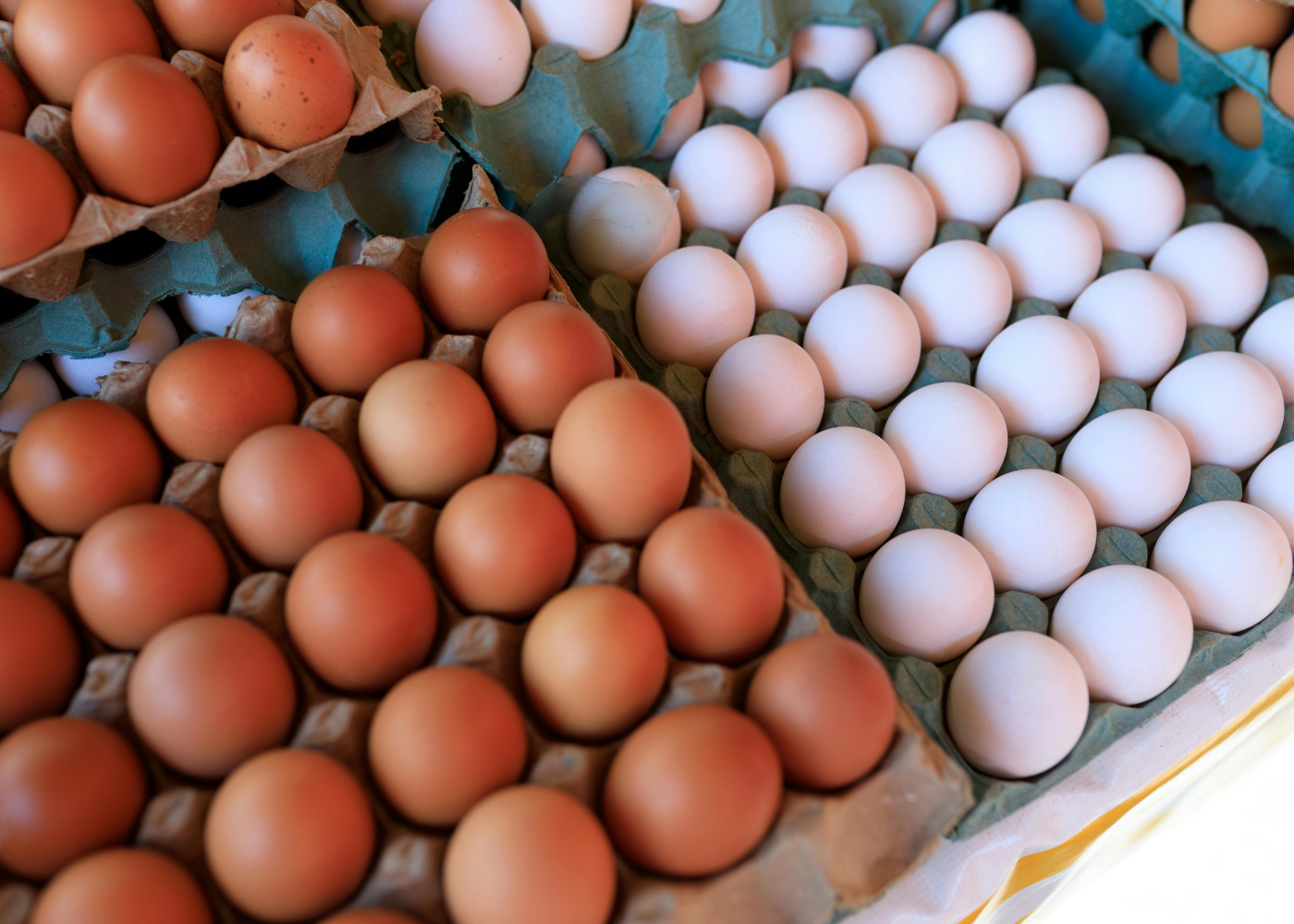 Avicultura do Reino Unido alerta para impacto da entrada de ovos da Turquia