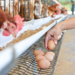 Preços dos ovos caem em todas as praças com demanda enfraquecida