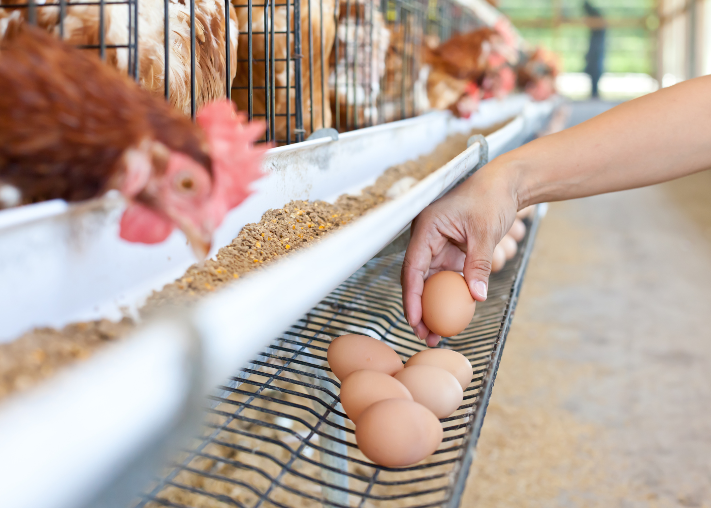 Preços dos ovos caem em todas as praças com demanda enfraquecida