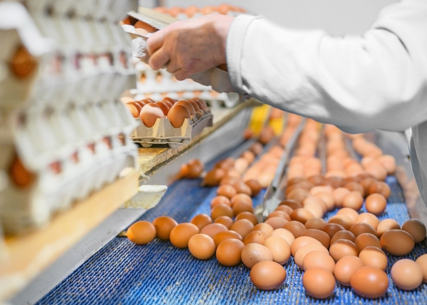 Demanda fraca derruba preço dos ovos e reduz diferença entre brancos e vermelhos Demanda fraca derruba preço dos ovos e reduz diferença entre brancos e vermelhos