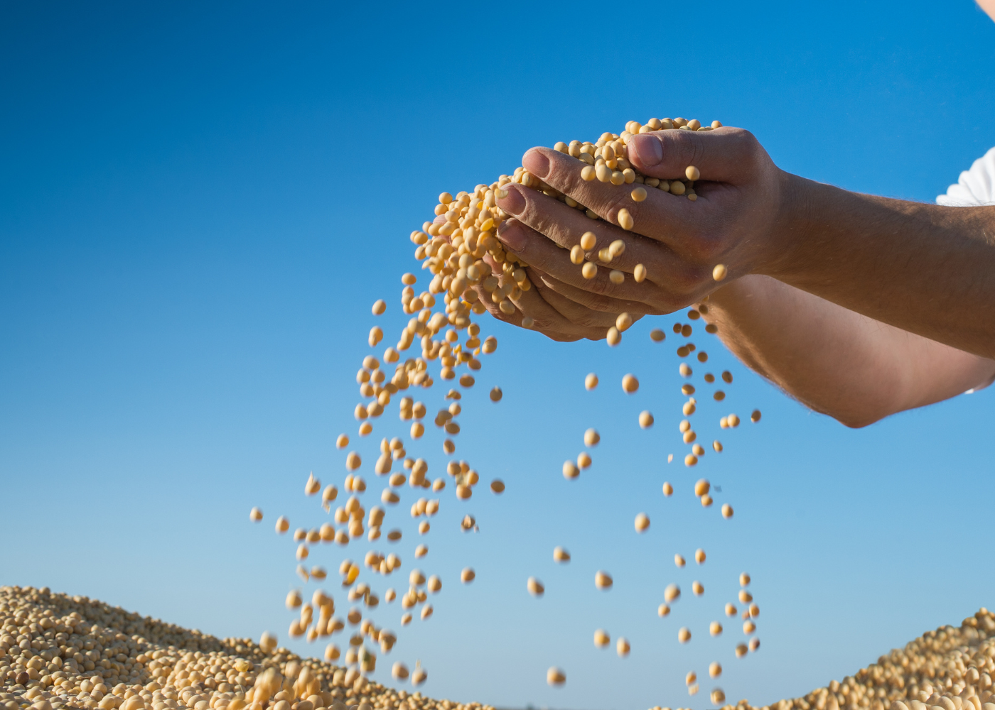 Irregularidade das chuvas dita o ritmo do início do plantio da soja no Brasil