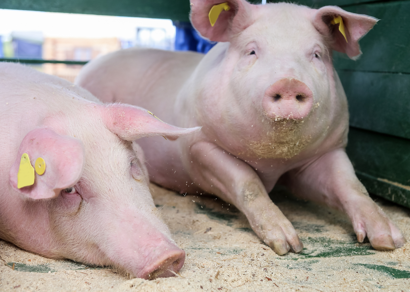 Genética e nutrição de suínos diante de desafios ambientais: o setor tem dado a devida atenção?