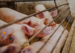 Suíno vivo e carcaça abrem outubro em alta, enquanto embarques de carne suína recuam em setembro