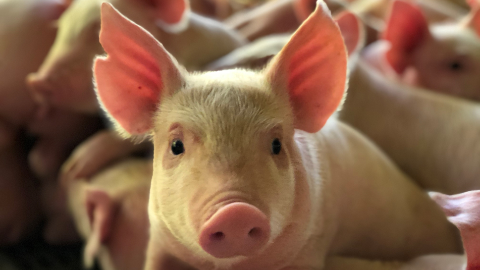 Cargill passa a produzir no Brasil proteína vegetal para leitões na fase de creche